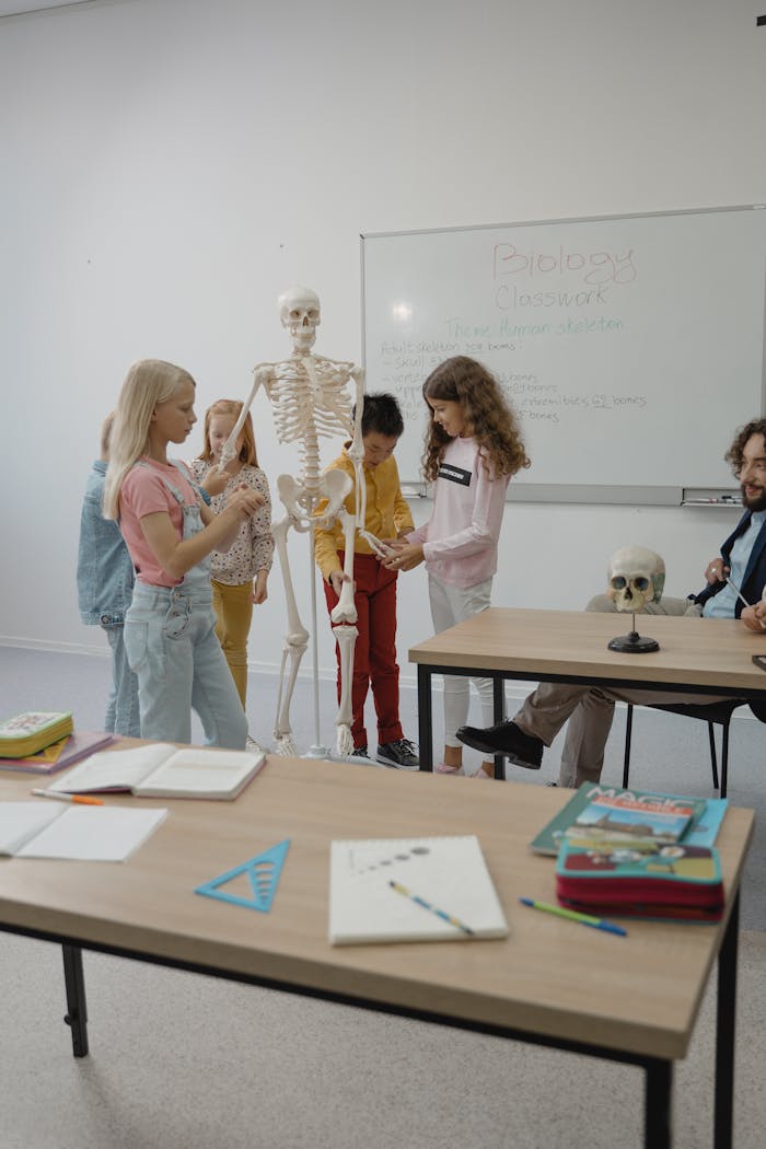 Students in an elementary classroom studying human anatomy using a skeleton model.